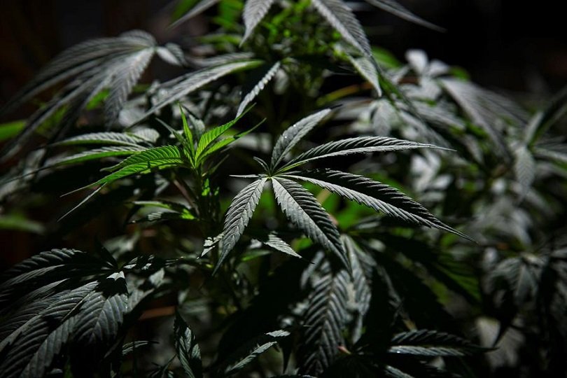 Asamblea aprueba ley que regula el uso medicinal de la marihuana