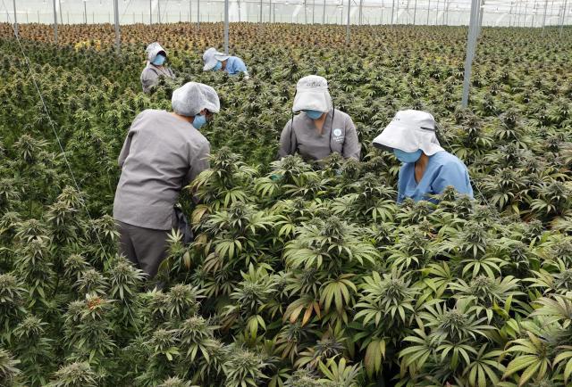 Colombia apunta al cannabis medicinal como impulsor de las exportaciones