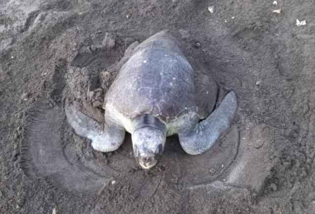 Crece el número de tortugas desovadas en Playa la Marinera