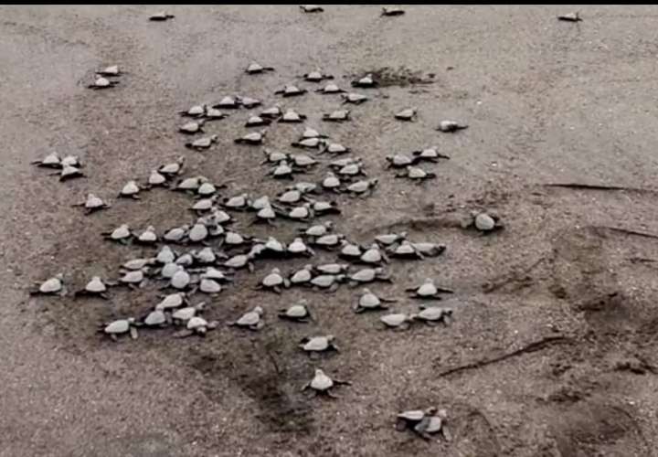 Dos millones de tortugas golfina han sido liberadas al mar en Playa la Marinera