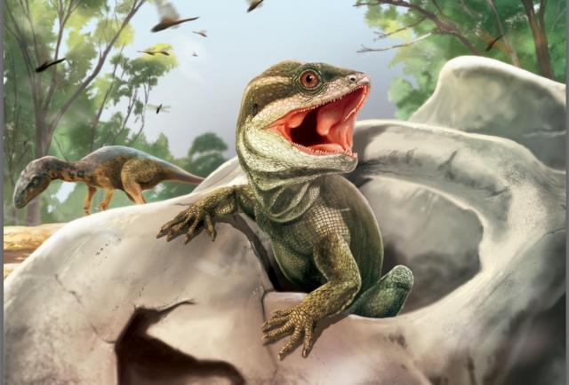 Taytalura, la nueva especie que se adentra en el origen de los reptiles modernos