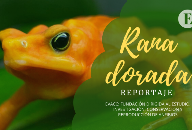 [Video] Sin apoyo del gobierno, la conservación de la rana dorada en el Valle de Antón está muriendo