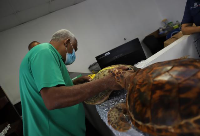 MiAmbiente retiene productos de tortugas marinas de EE. UU.