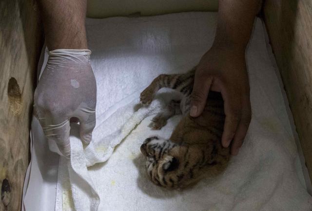Zoológico de Nicaragua presenta una tigresa de Bengala nacida en cautiverio