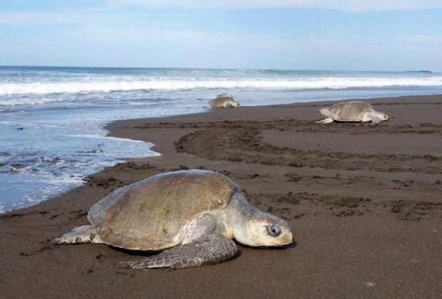 [Video] Reserva de la playa de la Marinera, la maternidad de las tortugas golfina